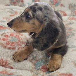 Nyxie 4,500 - Dapple female Dachshund puppy in Tonopah, Arizona from Desert Diamond Dachshunds
