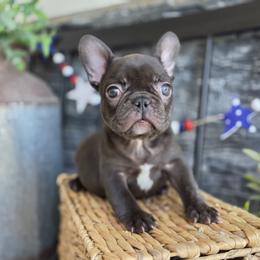 French Bulldog Puppies from Edgewater Frenchies