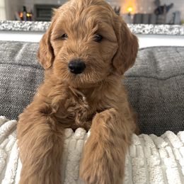 Goldendoodle Puppies from Mini Goldendoodles of New England