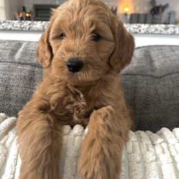 Goldendoodle Puppies from Mini Goldendoodles of New England