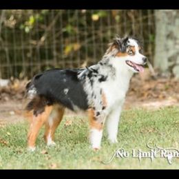 JoJo - Toy Australian Shepherd