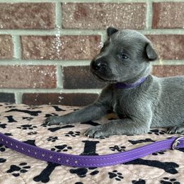 Layka - Silver brindle female Dutch Shepherd puppy in Fayetteville, North Carolina from Iron Sight K9s