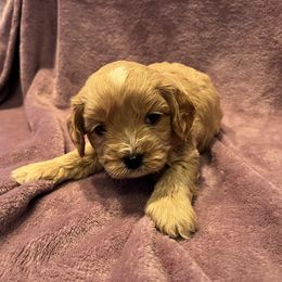 Spot F1 - Apricot male Cavapoo puppy in Garland, Kansas from 3W Ranch