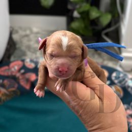 Boy 1 - Red male Cavapoo puppy in Herriman, Utah from Gypsi Doodles & Poodles