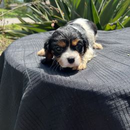 Cavalier King Charles Spaniel Puppies from Caveliers by Grace