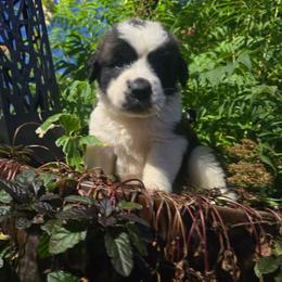 Girl 1 - Red and white female Saint Bernard puppy in Castle Rock, Washington from PNW Saint Berdoodles