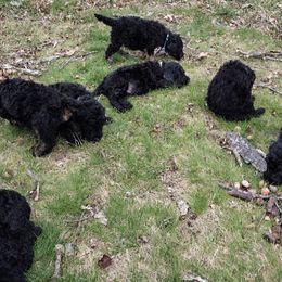 Poodle Puppies from Majestic Royalty Poodles