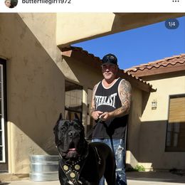 Girls and boys available - Black female Cane Corso puppy in Queen Creek, Arizona from Cane Corso Royal Kennels AZ