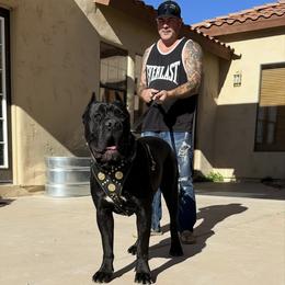 Girls and boys available - Black female Cane Corso puppy in Queen Creek, Arizona from Cane Corso Royal Kennels AZ