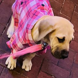 Great Dane Puppies from Florida Danes