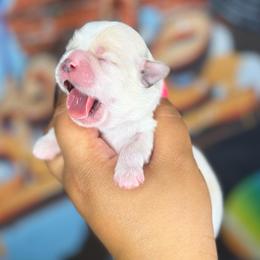 CKC Bleu - Cream and white male Shih Tzu puppy in Roseville, Michigan from Diamond Paws LLC