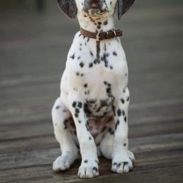 Dalmatian Puppies from Spotted Jewels Dalmatians