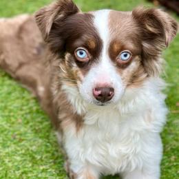 Willow - Miniature Australian Shepherd