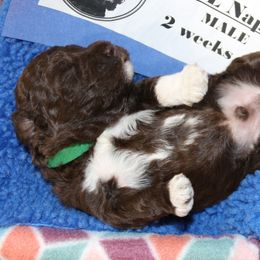 Lagotto Romagnolo Puppies from Royal and Loyal Lagotto Romagnolo