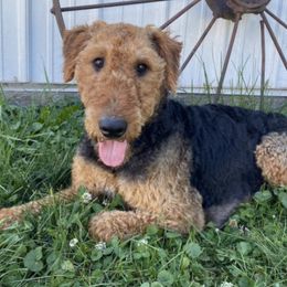 Sheila - Airedale Terrier