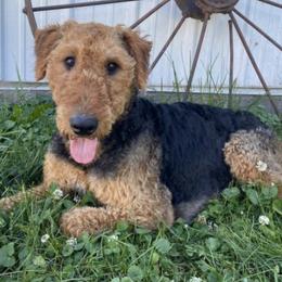 Sheila - Airedale Terrier