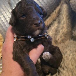 Cocoa - Brown female Poodle puppy in Arkansas from Harper's Pups