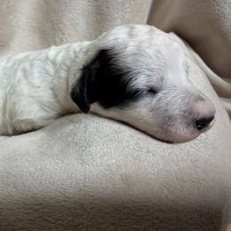 Boy 4 Donald - Parti male Goldendoodle puppy in Kearneysville, West Virginia from Daydreamer