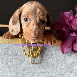 Purple or Teal - Dapple female Dachshund puppy in Leoma, Tennessee from Southbound Kennel