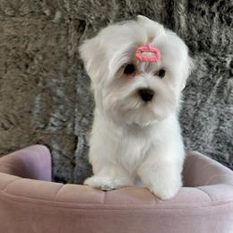 Camilla - White female Maltese puppy in Vinton, Louisiana from Dreams & Love Maltese