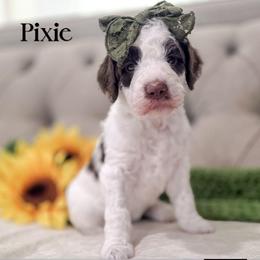 Pixie - Parti female Double Doodle puppy in Cleveland, Tennessee from Edgewater Doodles & Designer Pups