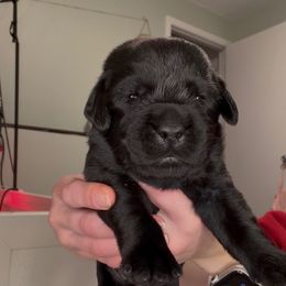 Linus - Black male Labrador Retriever puppy in Cleveland, Ohio from Brookside Labrador Retrievers