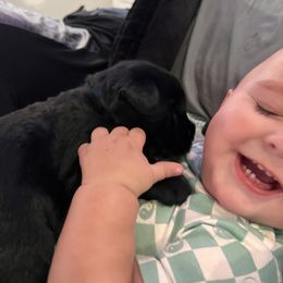 Giant Schnauzer Puppies from Toledo Bend Giants Vom Zitronen