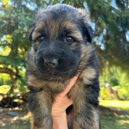 Red King Royal - Black and tan male German Shepherd puppy in Bonney Lake, Washington from German Shepherds Von Washington