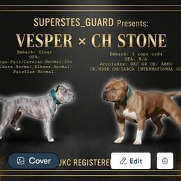American Bully puppies from Superstes Guard