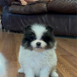 Chevy - Black and tan parti male Pomeranian puppy in Clinton, Tennessee from Liza’s Aussies & Poms