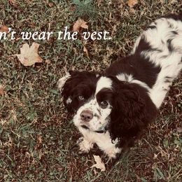 Cocker Spaniels from Chantels Spaniels