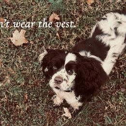 Cocker Spaniels from Chantels Spaniels