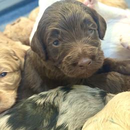 Orange Collar - Chocolate male Goldendoodle puppy in Stockton, California from Port City Doodles