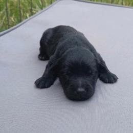 Batman (black) - Black male Schnoodle puppy in Milton Freewater, Oregon from Rose Brook Family Farms
