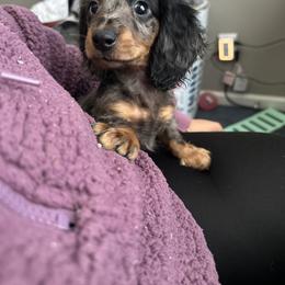 Dachshund Puppies from L & J Kennel