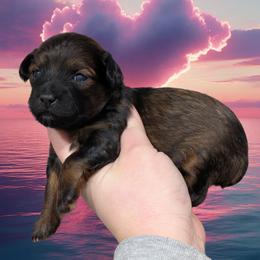 Sparkle - Black and tan female Yorkipoo puppy in Coshocton, Ohio from Forever Family Puppies
