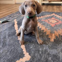 Sage - Silver gray female Weimaraner puppy in Riverside, Utah from Blue Phantom Kennels