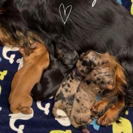 Black-Tan Boy - Black and tan male Dachshund puppy in North Port, Florida from Jessica Louise Dachshunds