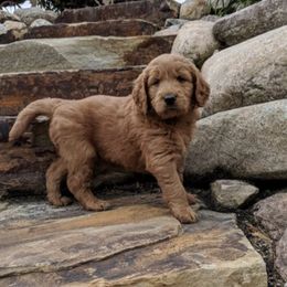 Goldendoodle Puppies from Carefree Goldendoodles