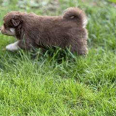 Finnish Lapphund Puppies from Tulikettu Kennel