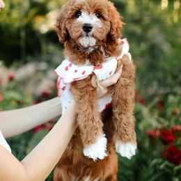 Dahlia - Red  female Goldendoodle puppy in Rio Linda, California from GoldendoodlePaw