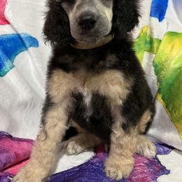 Ashton Boy 6 - Phantom Poodle puppy in Bristol, Virginia from Schrute Farms Standard Poodles