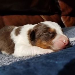 Australian Shepherd Puppies from Middle Fork Australian Shepherds