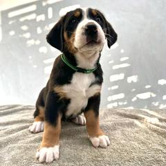 Green - Black, white and red female Greater Swiss Mountain Dog puppy in Pasadena, California from Park Place Swissys