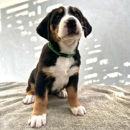Green - Black, white and red female Greater Swiss Mountain Dog puppy in Pasadena, California from Park Place Swissys