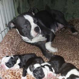 Boston Terriers from Elizabeth Ce2 McFarland
