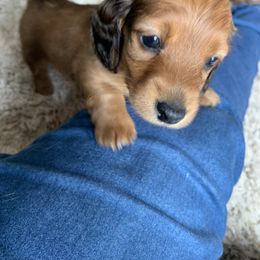 Dachshund Puppies from Sugar Creek Mini Doxies