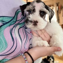 Miniature Schnauzer Puppies from Shelly’s Pooches