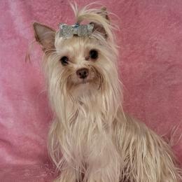 Millie - Yorkshire Terrier
