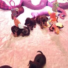 Dachshund Puppies from White River Valley Kennel